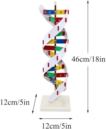 COYEUX Double Spiral DNA Model, DNA Model Kit, Made of PVC, Educational Tool for Biology Classroom, Mounted On a Rotating Support - Image 3