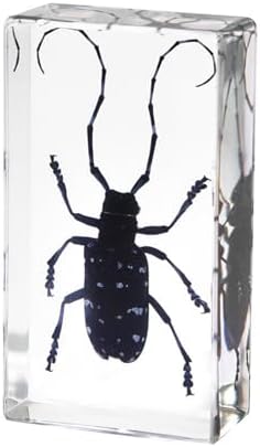 9 Real Beetle Spider Insect Specimens in Resin Crystal Preserved - Image 4