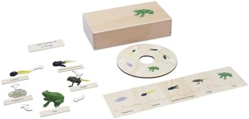 ancona Life Cycle- Frog, Spanish/Simplified Chinese with Pinyin Bilingual, Montessori Preschool Memory Matching Game Box Set with Animal Figurines & Matching Puzzle Cards, Early Education Toy by ancona