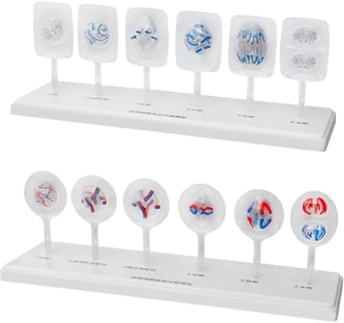Animal and Plant Cell Mitosis and Meiosis Models Plant Cell & Animal Cell Meiosis Model - Medical Teaching Cell Mitosis Model for Biology Science Education Demonstration Lab Supplies by Unknown