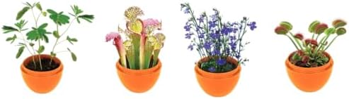 Toys By Nature Mini Terrarium 7 Variations Bundle, 100% USA Made Complete Starter Kit with Different Plants, Low Maintenance and Fun Plant Terrariums Just Add Water to Grow - Image 2