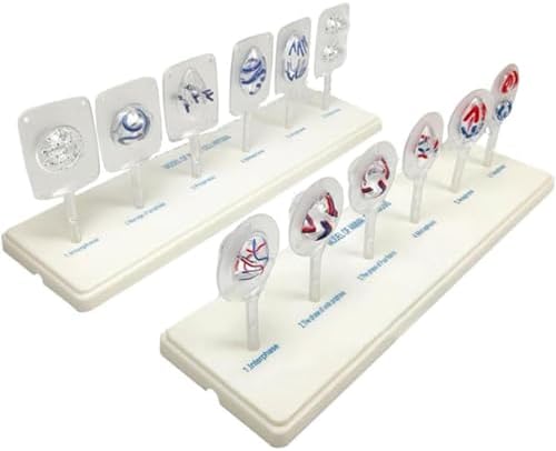 Animal And Plant Cell Mitosis And Meiosis Model, Biological Cell Models, Easy To Use, 12 Parts Medical Science Anatomy Cell And Mitosis Model Set, For Biology Teaching Aid Equipment Teaching - Image 6