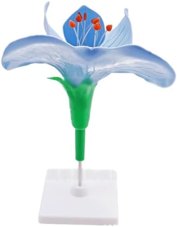 Plant Anatomical Model Pea Flower Model Plant Anatomy Biology Teaching Model for Biology Science and Educational - Image 3
