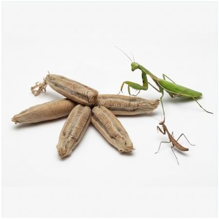 Carolina Praying Mantis Egg Case –Includes 50-200 Nymphs | Perfect for STEM Education, Eco-Friendly Garden & Fun Pet Observation (5, Carolina Praying Mantis) by Unknown