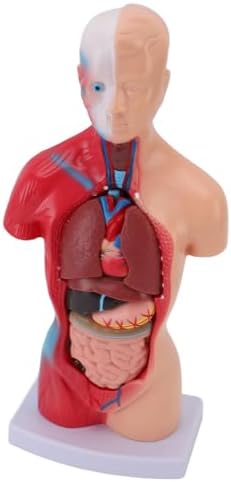Human Anatomy Model, 11 Inch 15 Pcs Removable Human Body for Kids, Anatomy Study Tool with Lifelike Realism and 14 Detachable Organs for Students Teachers Healthcare Professionals - Image 2