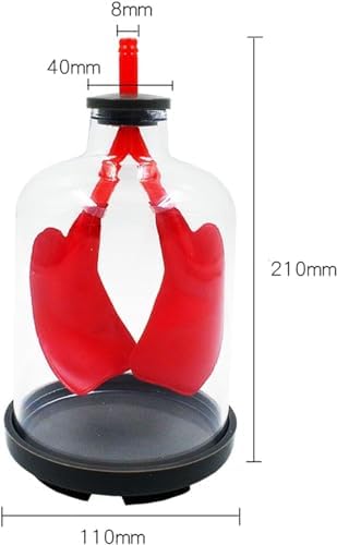 Respiratory System Model Diaphragm Movement Simulation Lung Breathing Model Human Lung Breathing Movement Lung Breathing 3D Human Organ Model Human Organ Lung Model - Image 4