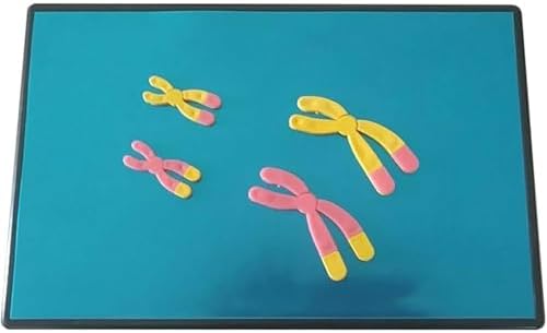 Chromosome Changes in Meiosis Model Component Biology Teaching Instrument Human Chromosome Model Anatomical Model - Biology Teaching Model Chromosome Changes Meiosis Mode by Unknown