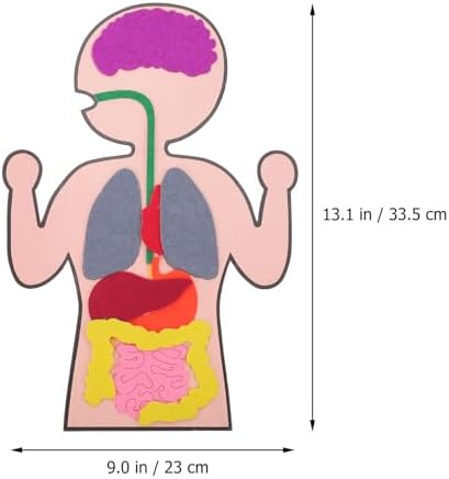 Healifty DIY Organs Craft Kit Human Body Model for Kids Cognitive Organs Toy Creative Organs Plaything Educational Teaching Aids for Learning Internal Body Organs 3 Sets - Image 2