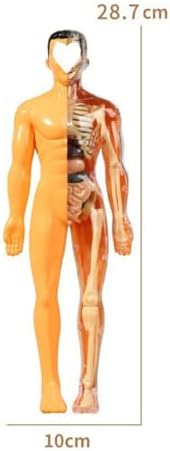 DIY Assemble Human Skeleton Model for Anatomy,Mini Human Body Science Classroom Skeleton Model with Removable Joint Kit (Beige (Adult Body Model)) - Image 7
