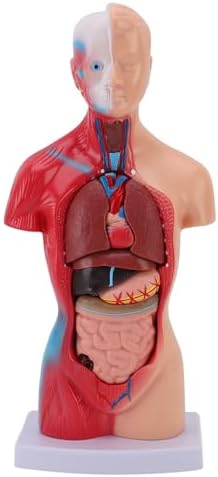 Focket Human Anatomy Model, Interactive 15 Piece Human Body for Kids with Lifelike Organs Anatomy Study Tool for Teaching Learning Students Healthcare Professionals - Image 6