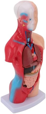 Focket Human Anatomy Model, Interactive 15 Piece Human Body for Kids with Lifelike Organs Anatomy Study Tool for Teaching Learning Students Healthcare Professionals - Image 2