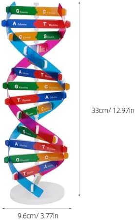 Veemoon Double Helix DNA Model, 2pcs DNA Components Kit Organic Chemistry Biological Science Educational Teaching Instrument Molecular Popularization Aid Props for Home Classroom Genes Learning - Image 4