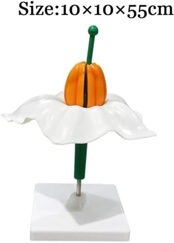 Simulation Plant Potato Flower Model Biology Teaching Anatomical for Junior High School Biology Science Biology Teaching Equipment Plant Model Potato Flower Model - Image 2