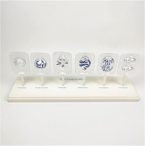 Animal And Plant Cell Mitosis And Meiosis Model, Biological Cell Models, Easy To Use, 12 Parts Medical Science Anatomy Cell And Mitosis Model Set, For Biology Teaching Aid Equipment Teaching - Image 2