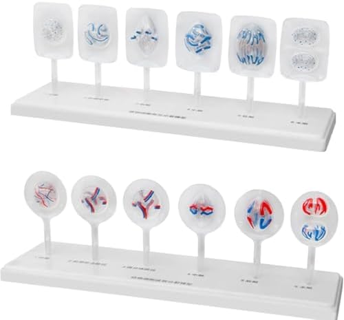 Animal and Plant Cell Mitosis and Meiosis Models Plant Cell & Animal Cell Meiosis Model - Medical Teaching Cell Mitosis Model for Biology Science Education Demonstration Lab Supplies by Unknown