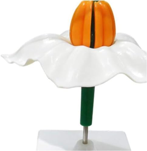 Simulation Plant Potato Flower Model Biology Teaching Anatomical for Junior High School Biology Science Biology Teaching Equipment Plant Model Potato Flower Model - Image 4
