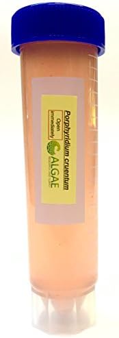 Algae Research Supply Algae Culture Porphyridium Cruentum, Perfect for School Science Fairs/Projects, Experiments & Classrooms (50mL) by Algae+Research+and+Supply