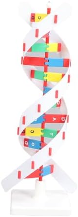 Kikumi DNA Model, Net Structure Human DNA by Unknown