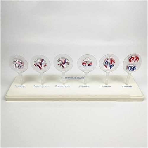 Animal And Plant Cell Mitosis And Meiosis Model, Biological Cell Models, Easy To Use, 12 Parts Medical Science Anatomy Cell And Mitosis Model Set, For Biology Teaching Aid Equipment Teaching - Image 3