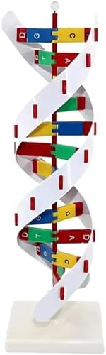 COYEUX Double Spiral DNA Model, DNA Model Kit, Made of PVC, Educational Tool for Biology Classroom, Mounted On a Rotating Support by COYEUX