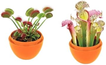 Toys By Nature Mini Terrarium Carnivorous Plant Bundle, 100% USA Made Complete Starter Kit Includes 2 Each of Flytraps, Pitcher Plants, Sundews, Easy to Grow Planting Seeds Just Add Water - Image 2