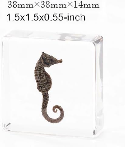 16-Pack Taxidermy Ocean Animal Specimens in Clear Resin Preserved - Image 2