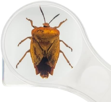 Insect Specimen Set, Bugs Collection Scientific Education Gift for Kids Aged 3-8-12 (Spider, Scorpion, Cricket, Chafers, Stink Bug, Spotted Lanternfly Resin Collection) - Image 3