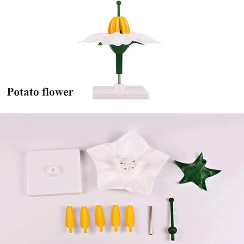 Teaching Anatomy Model Plant Flower Model Potato Flower Model Lifelike Biology Organs Model with Display Base for Learning - Image 3
