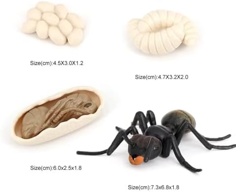 Ant Growth Cycle, Animal Growth Cycle Biological Model Toy Growth Stage Lifelike Ant Life Cycle Model Toy Set for Kids Education Insect Themed Party Favors - Image 2