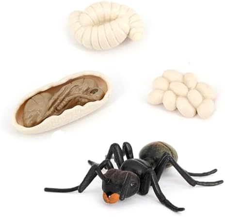 Ant Growth Cycle, Animal Growth Cycle Biological Model Toy Growth Stage Lifelike Ant Life Cycle Model Toy Set for Kids Education Insect Themed Party Favors - Image 3