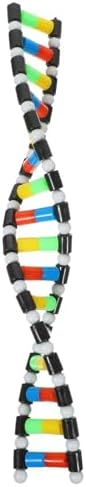 ibasenice DNA Model Double Helix Model for Science Class Molecular Kit for Students Biology Classroom Supplies Science Models for Classroom Display 15.74 X 2.24 X 0.78 in by ibasenice