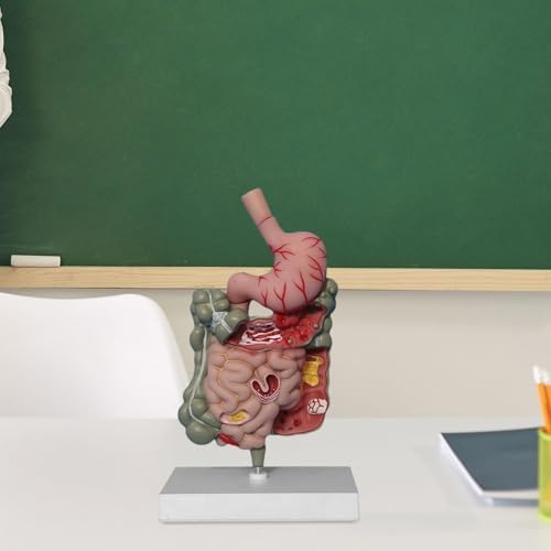 Human Digestive System Model Medical Professional Sturdy PVC Educational Stomach Model Demonstration Science Study - Image 3