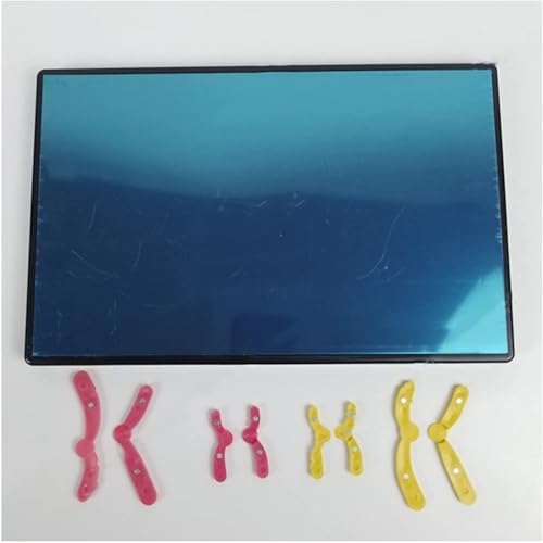 Animal Cell Meiosis Model, Animal and Plant Cells Mitosis Model, with Blue Display Board, for Science Education Classroom Demonstration - Image 3