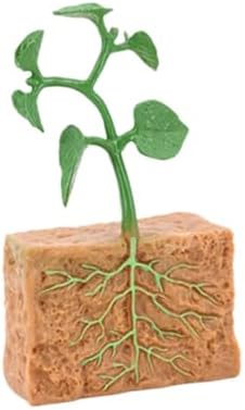 Life Cycle of Green Bean Plant Lifelike Life Cycle Plant Figures for Children - Image 3