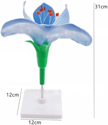 Plant Anatomical Model Pea Flower Model Plant Anatomy Biology Teaching Model for Biology Science and Educational - Image 2