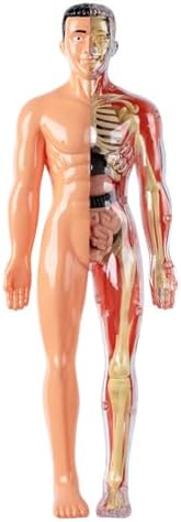 Human Body Model for Kids Detachable Visualized 3D Anatomy Model Enlightenment Science Toys Cultivates Explore Curiosity Hands-On Skills, Semi-Transparent|Science Kits Toys by Lawnrden
