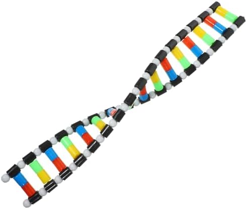 DNA Model Double Helix Structure Model DNA Display Component Biological Science Popularization Teaching for Science Teaching Display by Toyvian