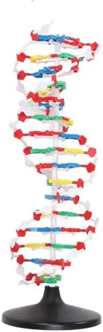 DNA Model Kit for Biology Teaching – Plastic Structure with 5' to 3' Directional Chains, Major Groove Detail – DNA Structure Model for Classroom and Lab Use - Image 6