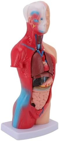 Focket Human Anatomy Model, Interactive 15 Piece Human Body for Kids with Lifelike Organs Anatomy Study Tool for Teaching Learning Students Healthcare Professionals - Image 4