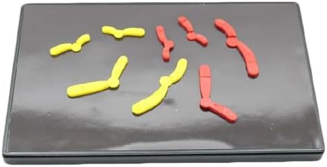 Magnetic Meiosis Chromosome Variation Model, Detachable Biological Teaching Kit for Junior High School Biology Class Demonstration by Unknown