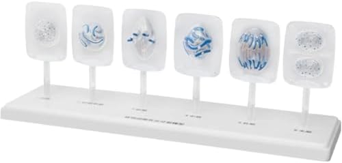 Animal and Plant Cell Mitosis and Meiosis Models Plant Cell & Animal Cell Meiosis Model - Medical Teaching Cell Mitosis Model for Biology Science Education Demonstration Lab Supplies - Image 3