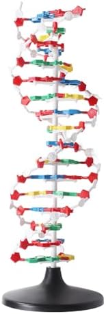 DNA Structure Model Plastic Educational DNA Model Teaching Equipment - Image 6