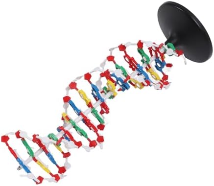 DNA Model Kit for Biology Teaching – Plastic Structure with 5' to 3' Directional Chains, Major Groove Detail – DNA Structure Model for Classroom and Lab Use - Image 7