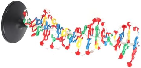 DNA Model Kit for Biology Teaching – Plastic Structure with 5' to 3' Directional Chains, Major Groove Detail – DNA Structure Model for Classroom and Lab Use - Image 4