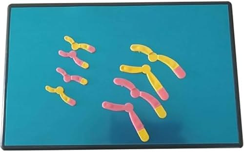 Chromosome Changes in Meiosis Model Component Biology Teaching Instrument Human Chromosome Model Anatomical Model - Biology Teaching Model Chromosome Changes Meiosis Mode - Image 2