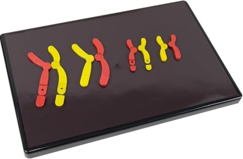Magnetic Meiosis Chromosome Variation Model, Detachable Biological Teaching Kit for Junior High School Biology Class Demonstration - Image 4