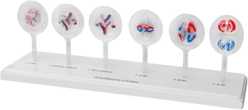 Animal and Plant Cell Mitosis and Meiosis Models Plant Cell Animal Cell Meiosis Model Medical Teaching Cell Mitosis Model for Biology Science Education Demonstration Lab Supplies - Image 3