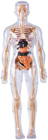 Human Body Model for Kids Detachable 3D Anatomy Science Toy Skeleton Model Educational Fully Transparent by Unknown