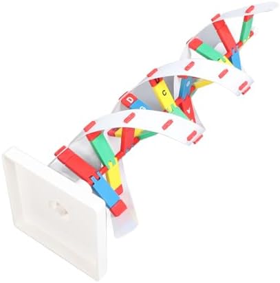 DNA Structure Model Kit | Colorful Double Spiral Science Educational Toy | DIY Assemble Model for Biology Classroom/Home Learning | High School & University Teaching Aid - Image 3