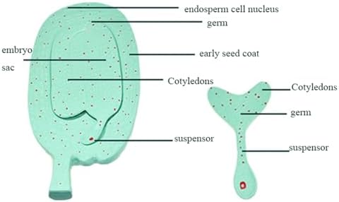 Plant Model Plant Anatomy Model Plant Embryo Development Process Model Biological Teaching Model Germ Structure for Biology Course - Image 5